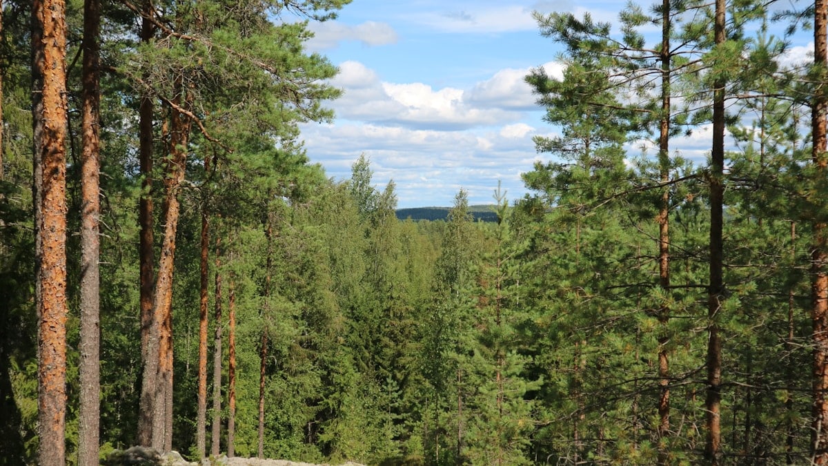 a forest filled with lots of tall pine trees
